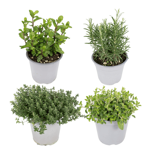 Italiaanse Kruidenmix – Set van 4 – Ø14 cm - Bivakshop