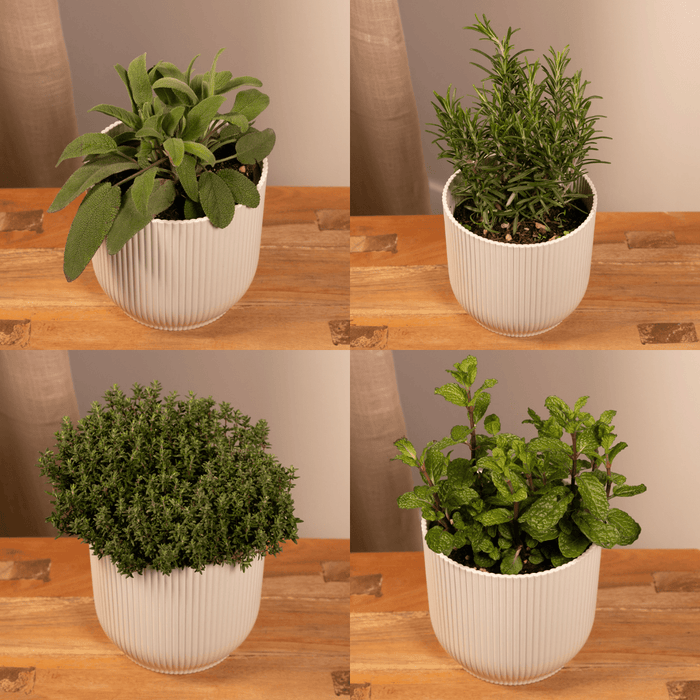 Italiaanse Kruidenmix – Set van 4 – Ø14 cm - Bivakshop