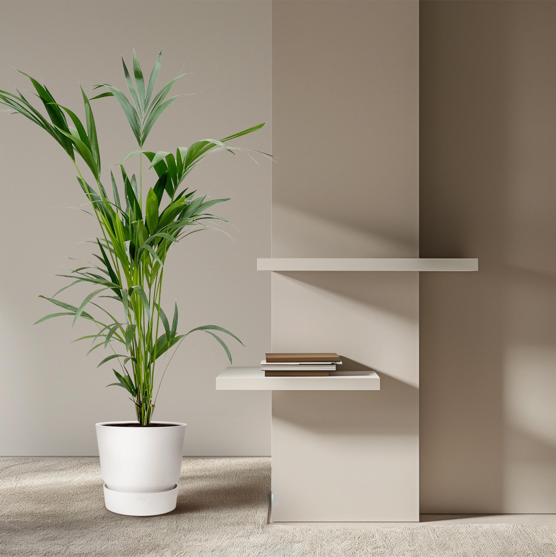 Kentia Palm - 160Cm - Ø24 - Bivakshop
