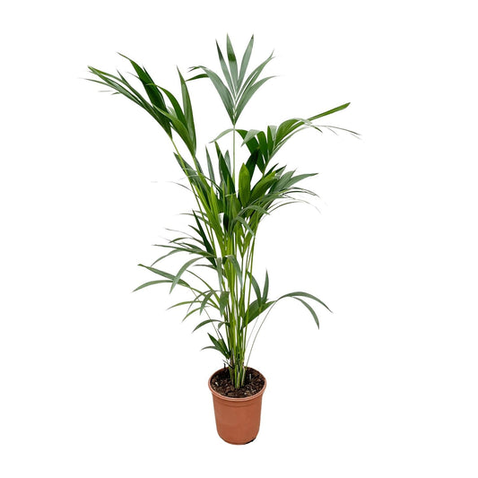 Kentia Palm - 160Cm - Ø24 - Bivakshop