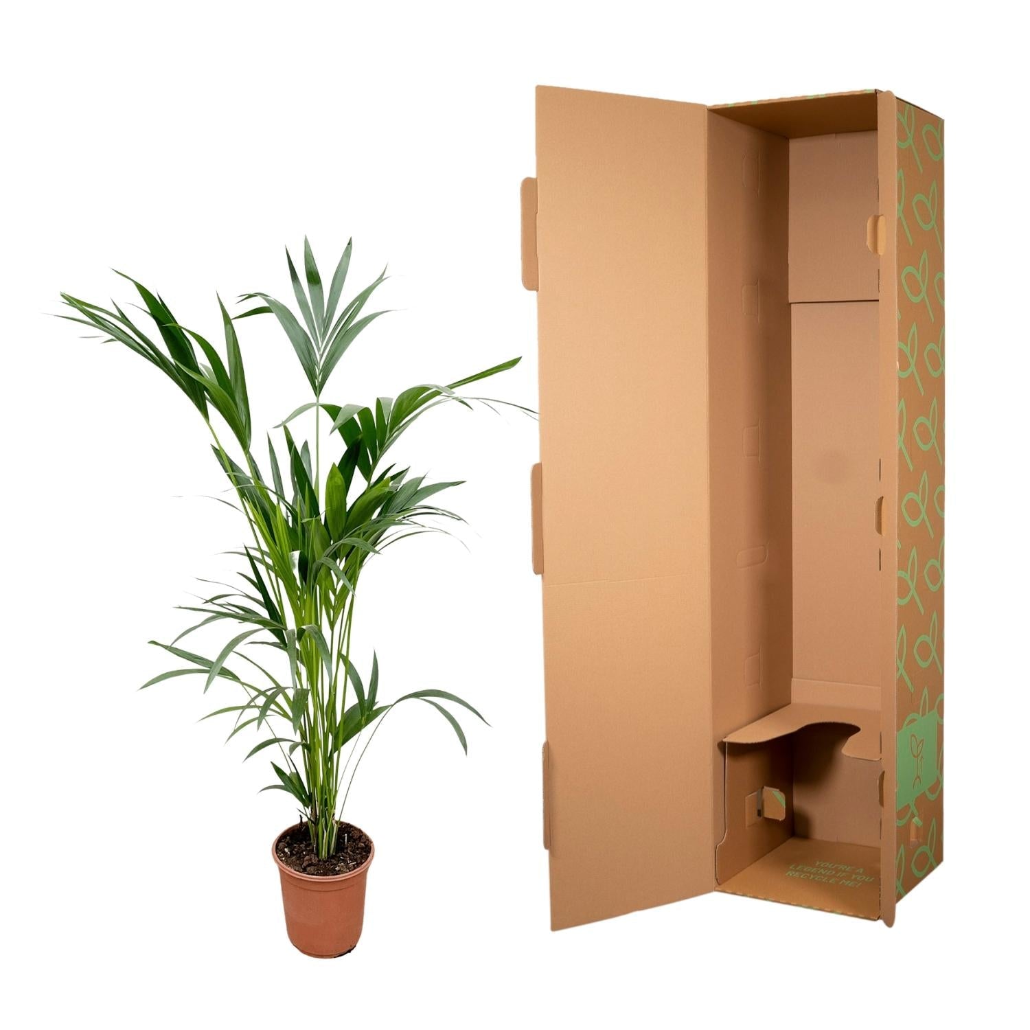 Kentia Palm - 160Cm - Ø24 - Bivakshop