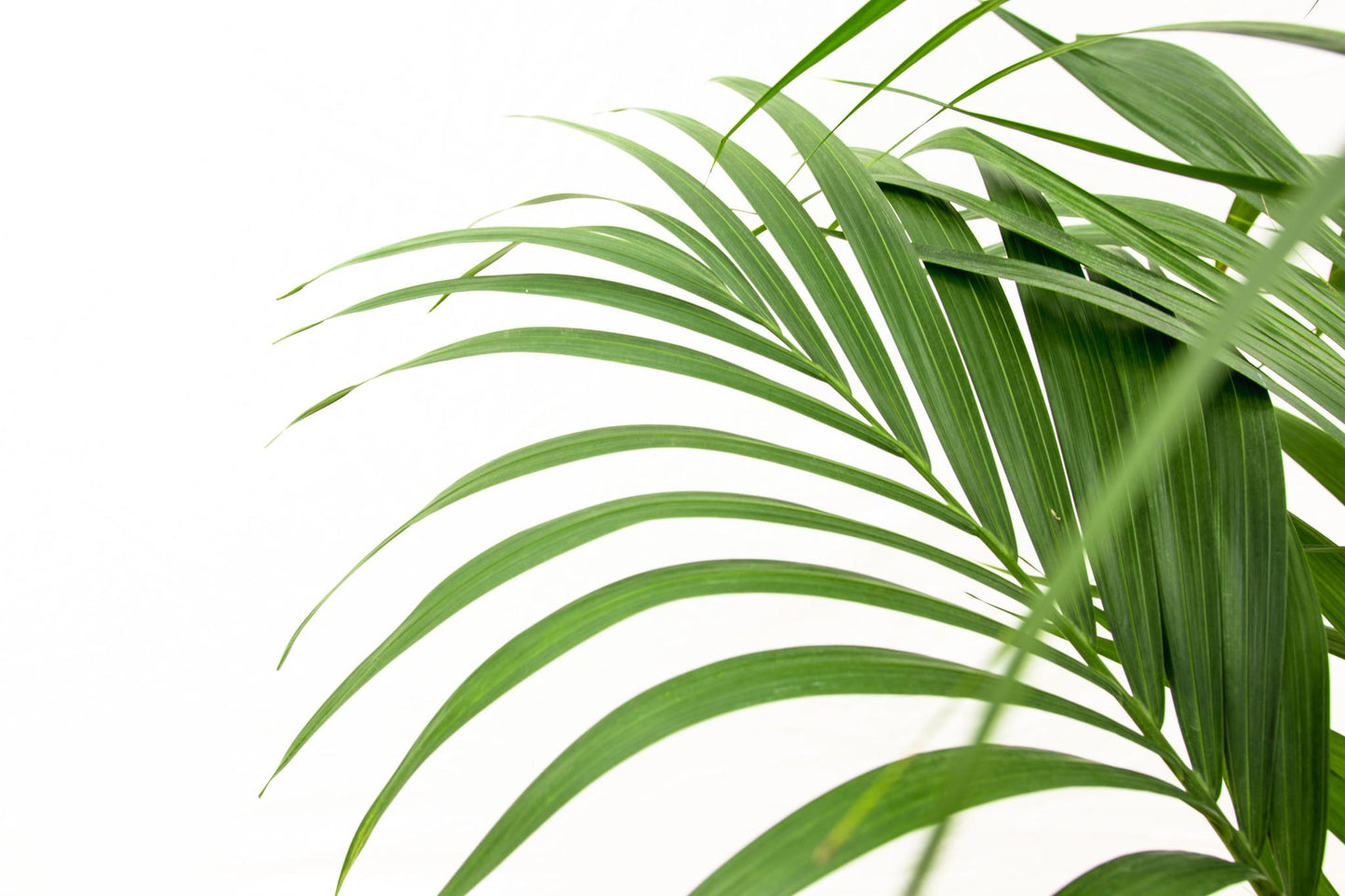 Kentia Palm - 160Cm - Ø24 - Bivakshop
