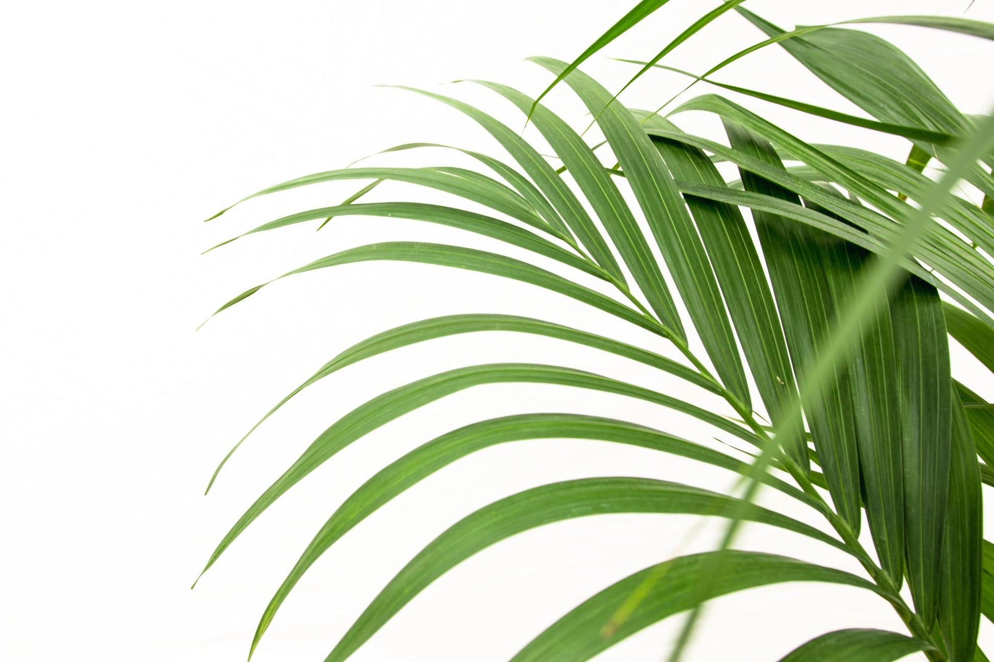 Kentia Palm - 160Cm - Ø24 - Bivakshop
