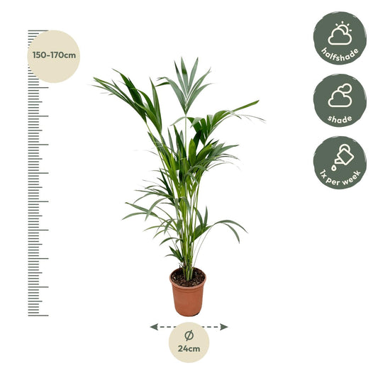 Kentia Palm - 160Cm - Ø24 - Bivakshop