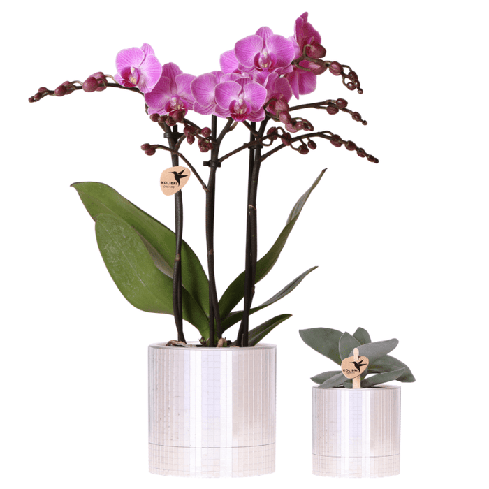 Kolibri Company – Plantenset Disco – Paarse Vienna Orchidee & Succulent - Bivakshop