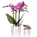 Kolibri Company – Plantenset Disco – Paarse Vienna Orchidee & Succulent - Bivakshop