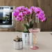 Kolibri Company – Plantenset Disco – Paarse Vienna Orchidee & Succulent - Bivakshop