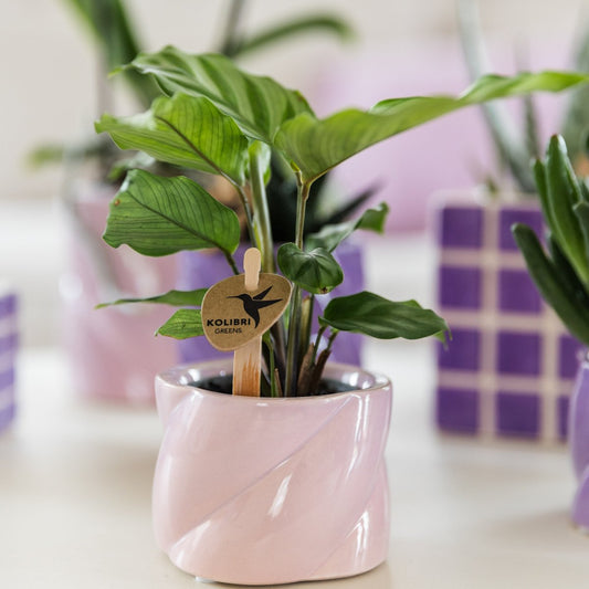 Kolibri greens | calathea - Groene kamerplant - Bivakshop