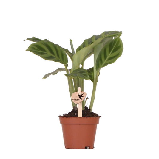 Kolibri greens | calathea - Groene kamerplant - Bivakshop