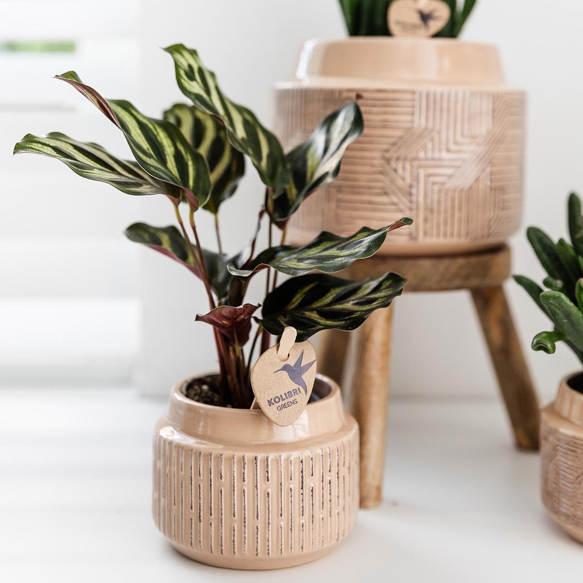 Kolibri greens | Groene plant - Calathea makoyana - Groene kamerplant - Vers van de kweker - Bivakshop