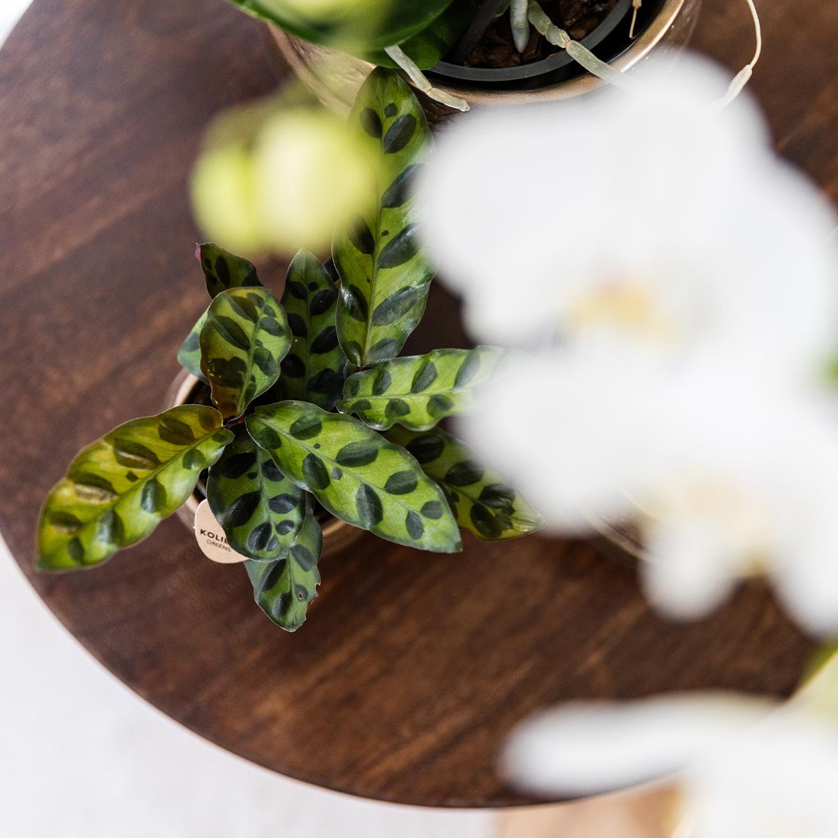 Kolibri greens | Groene plant - Calathea makoyana - Groene kamerplant - Vers van de kweker - Bivakshop
