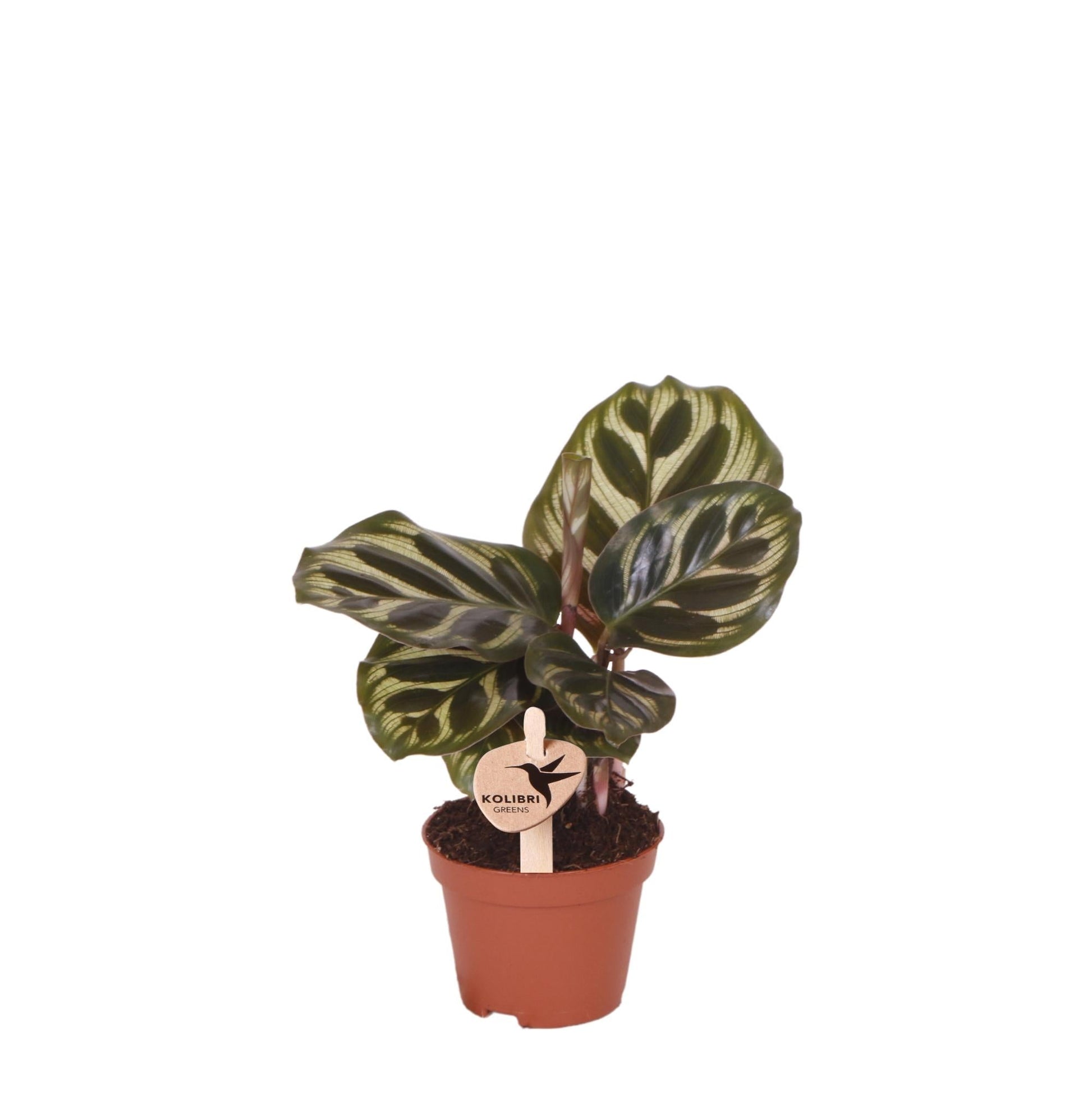 Kolibri greens | Groene plant - Calathea makoyana - Groene kamerplant - Vers van de kweker - Bivakshop