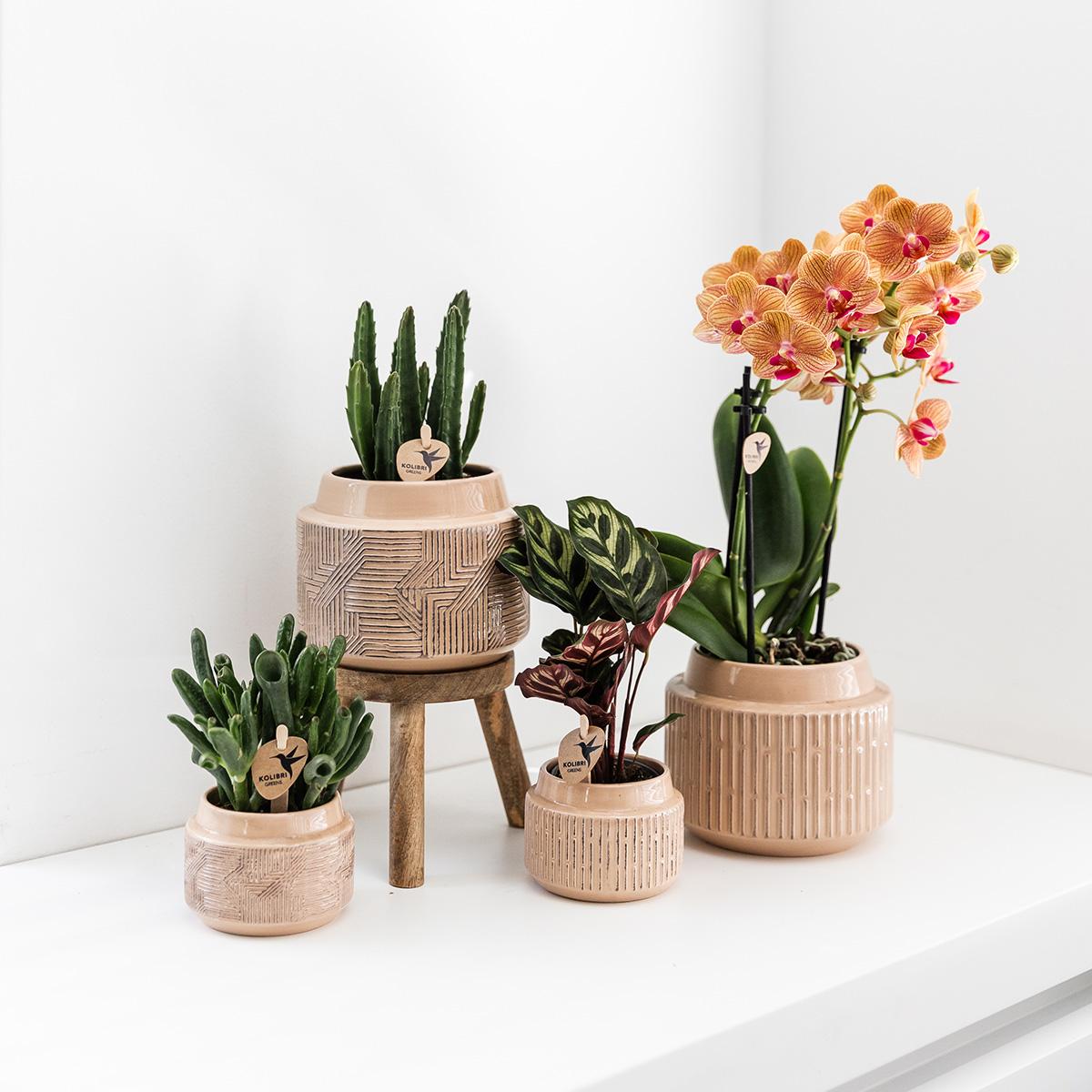 Kolibri greens | Groene plant - Calathea makoyana - Groene kamerplant - Vers van de kweker - Bivakshop
