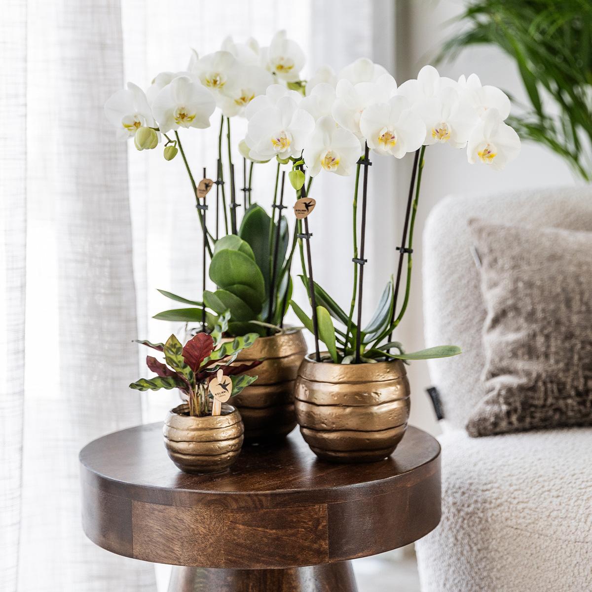 Kolibri greens | Groene plant - Calathea makoyana - Groene kamerplant - Vers van de kweker - Bivakshop
