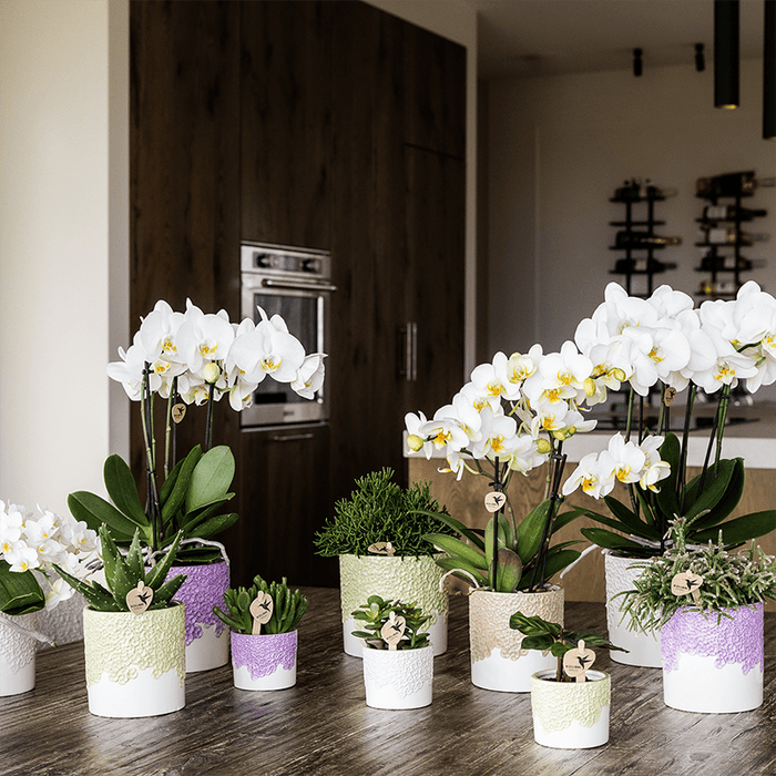 Kolibri Home – Bloom Sierpot Met Bloesemreliëf – Diverse Kleuren & Maten - Bivakshop