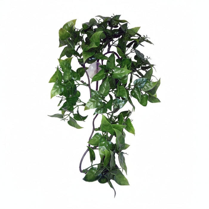 Komodo - Philodendron Hangplant – Terrariumdecoratie – 30 cm & 60 cm - Bivakshop