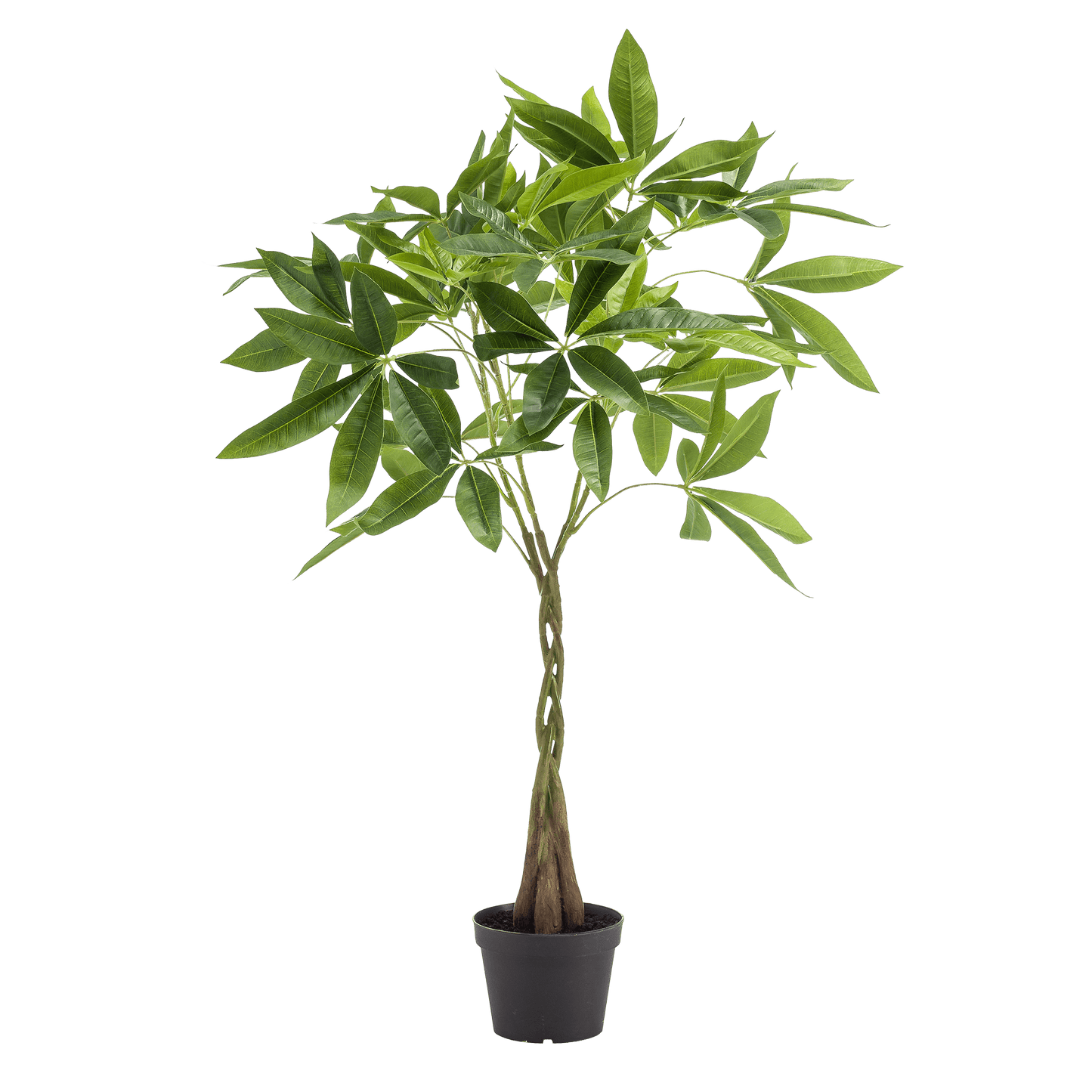 Kunstplant - Pachira Aquatica - Geldboom - 90Cm - Bivakshop