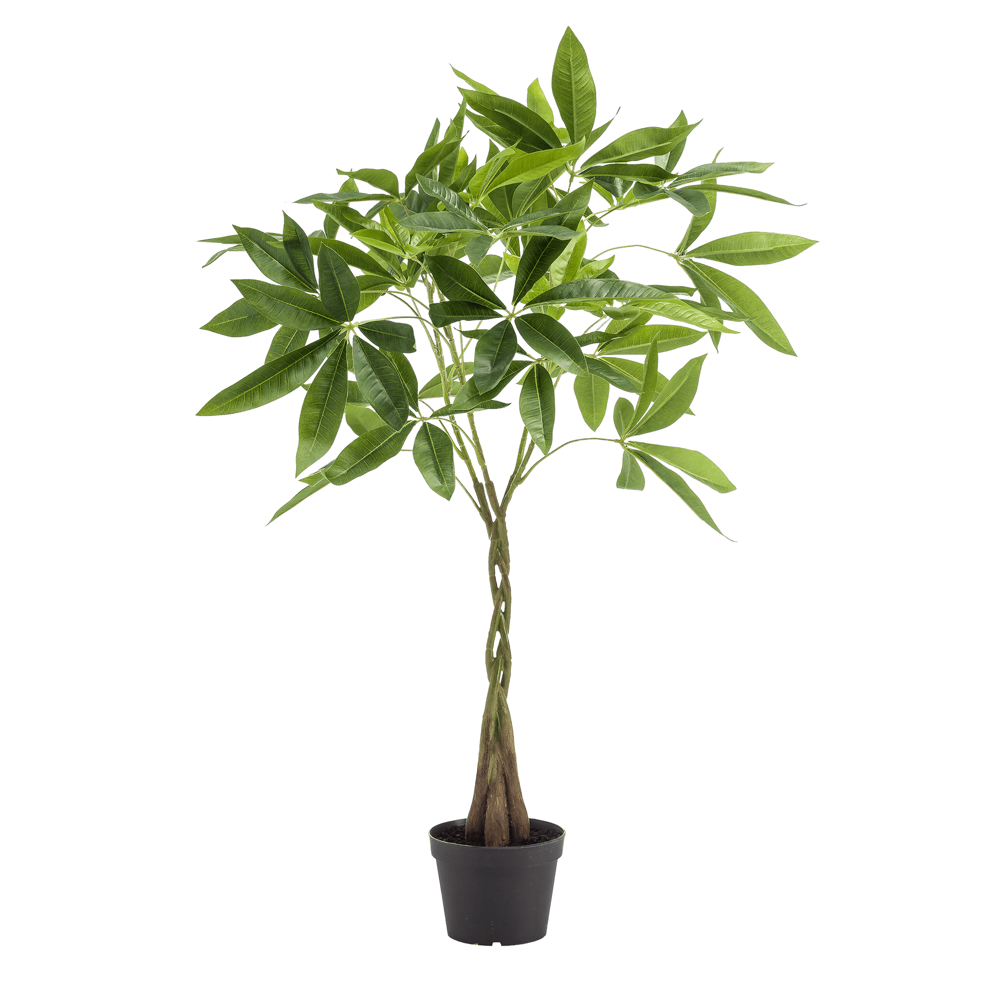 Kunstplant - Pachira Aquatica - Geldboom - 90Cm - Bivakshop
