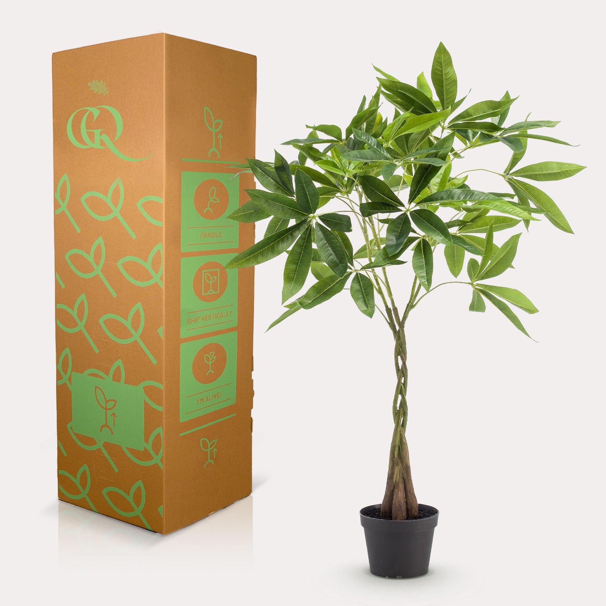 Kunstplant - Pachira Aquatica - Geldboom - 90Cm - Bivakshop