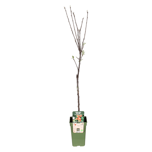 Malus Domestica 'Elstar' - Winterharde Appelboom - Friszure Rood - Groene Appel - 60 cm - Bivakshop
