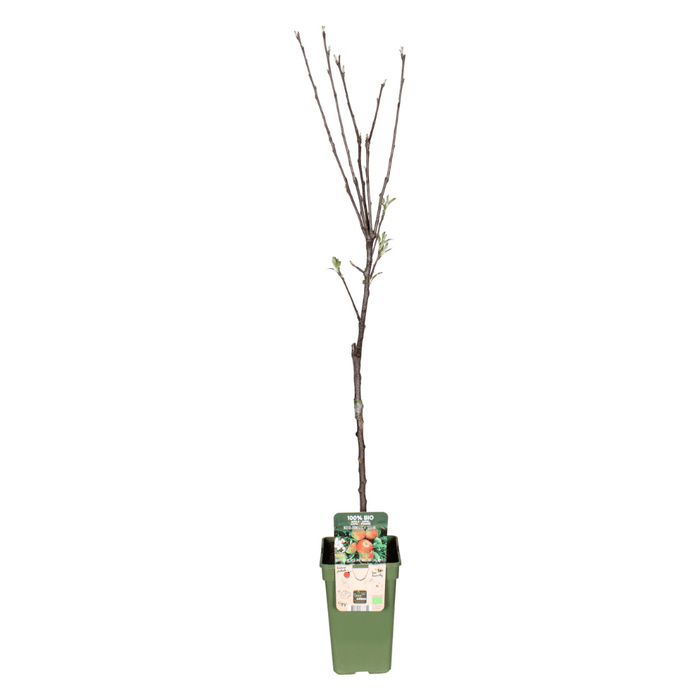 Malus Domestica 'Elstar' - Winterharde Appelboom - Friszure Rood - Groene Appel - 60 cm - Bivakshop