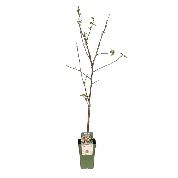 Malus Domestica 'Jonagold' – Appelboom – Zoetzure Appels - Bivakshop