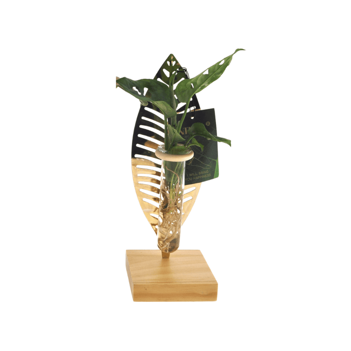 MEERgroothandel - Hydroponie Kamerplanten Mix - Verona Glas - Moederdag Cadeau - Bivakshop