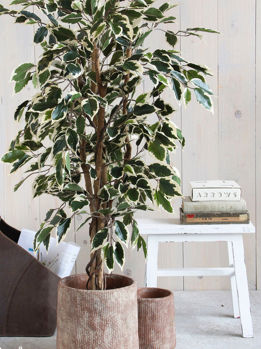 Mica Decorations – Kunst Ficus Variegata – Realistisch & Onderhoudsvrij – H110 cm - Bivakshop