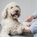 Mikki - Doodle Grooming Kit - Kam En Slickerborstel - Bivakshop