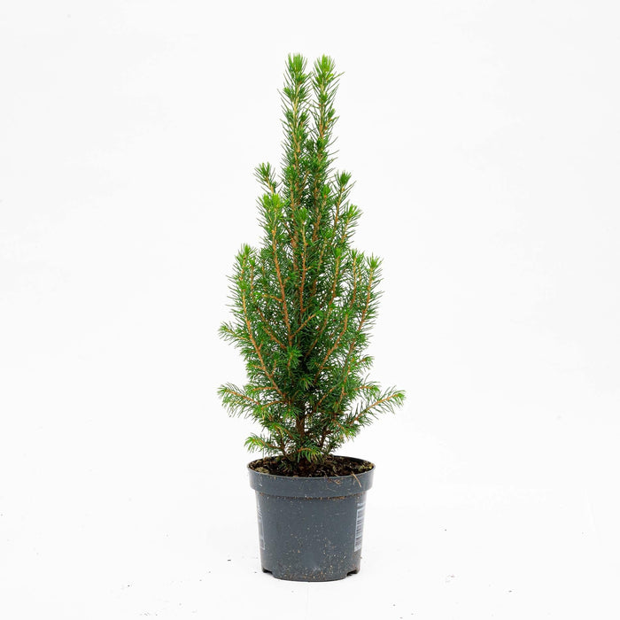 Mini - kerstboom – Picea glauca Perfecta – set van 3 – 25–30 cm - Bivakshop