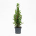 Mini - kerstboom – Picea glauca Perfecta – set van 3 – 25–30 cm - Bivakshop