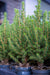 Mini - kerstboom – Picea glauca Perfecta – set van 3 – 25–30 cm - Bivakshop