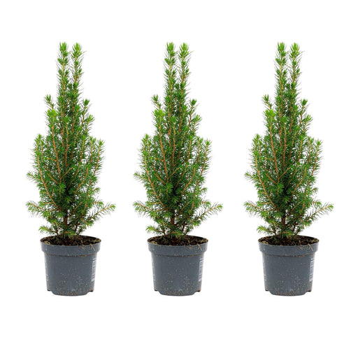 Mini - kerstboom – Picea glauca Perfecta – set van 3 – 25–30 cm - Bivakshop