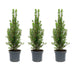 Mini - kerstboom – Picea glauca Perfecta – set van 3 – 25–30 cm - Bivakshop