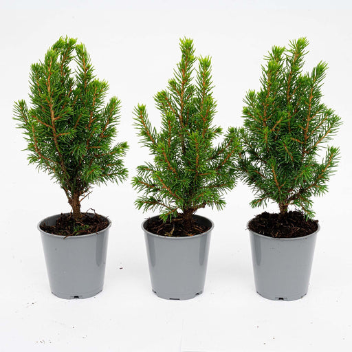 Mini - kerstboom – Picea glauca – Set van 3 – Compact - Bivakshop