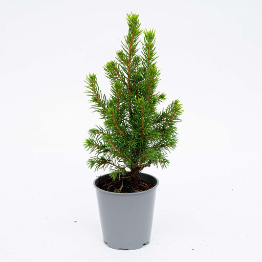 Mini - kerstboom – Picea glauca – Set van 6 – Compact - Bivakshop