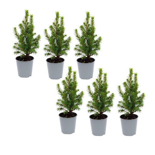 Mini - kerstboom – Picea glauca – Set van 6 – Compact - Bivakshop