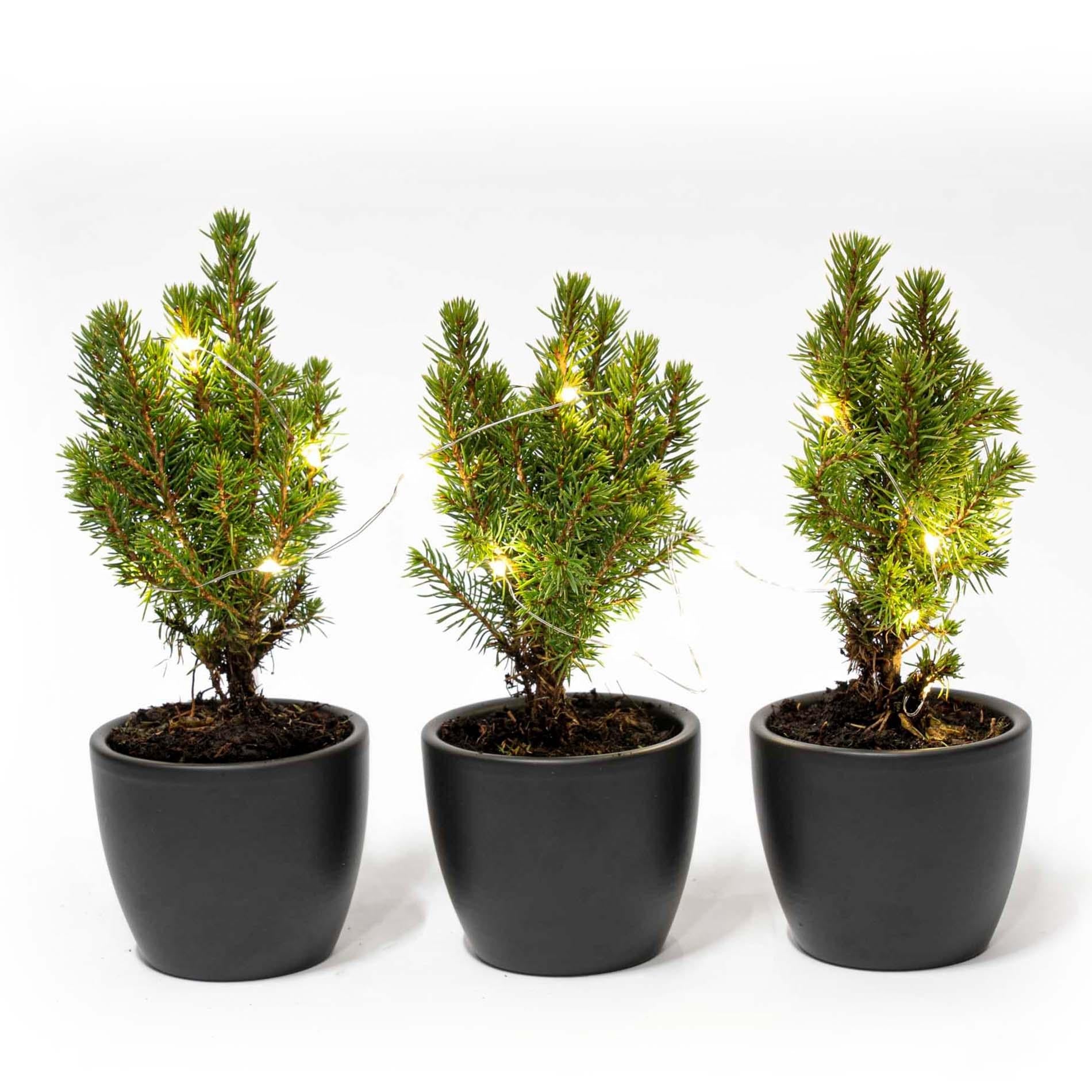 Mini - Kerstboom Set 3 - Inclusief Boule Antraciet Pot + 20 Led Lights - Bivakshop