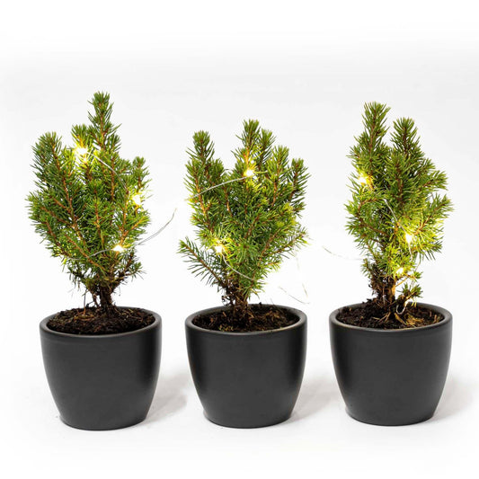 Mini - Kerstboom Set 3 - Inclusief Boule Antraciet Pot + 20 Led Lights - Bivakshop