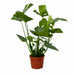 Monstera Deliciosa – Trendy Kamerplant – 70 cm – Tropische Gatenplant - Bivakshop