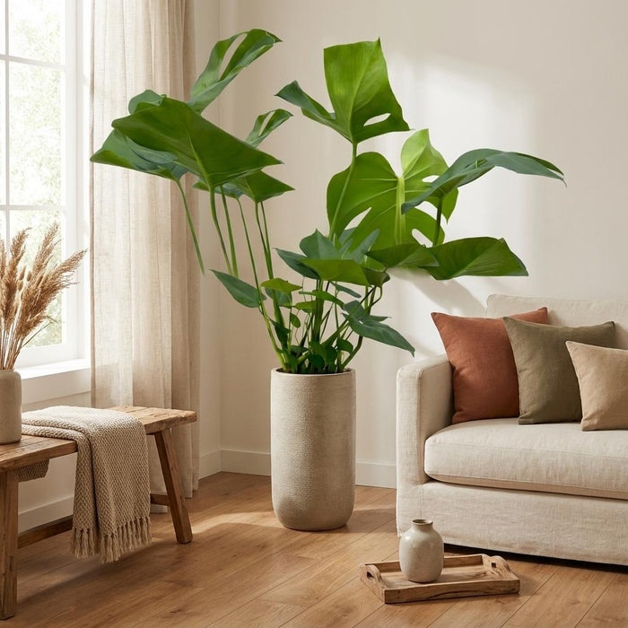 Monstera Deliciosa – Trendy Kamerplant – 70 cm – Tropische Gatenplant - Bivakshop