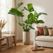 Monstera Deliciosa – Trendy Kamerplant – 70 cm – Tropische Gatenplant - Bivakshop