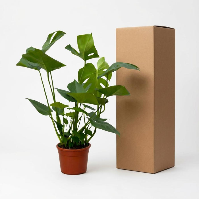 Monstera Deliciosa – Trendy Kamerplant – 70 cm – Tropische Gatenplant - Bivakshop