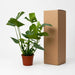 Monstera Deliciosa – Trendy Kamerplant – 70 cm – Tropische Gatenplant - Bivakshop