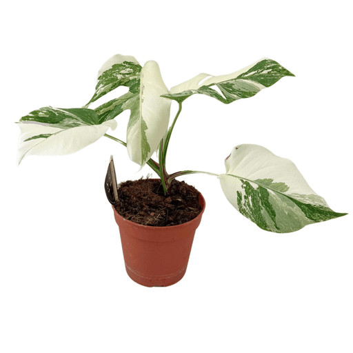 Monstera Deliciosa Variegata Super White - Zeldzaam & Luxueus - Ø15cm ↕35 - 40cm - Bivakshop