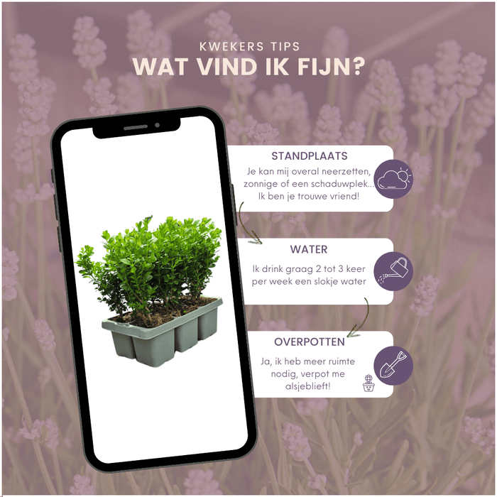 NewGen Freedom – Buxusstruiken – Ziekteresistent – Set van 48 - Bivakshop