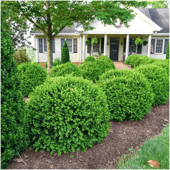 NewGen Freedom – Buxusstruiken – Ziekteresistent – Set van 72 - Bivakshop