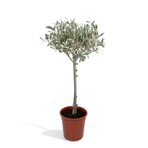 Olea Europaea – Olijfboom op Stam - 60 of 90 cm - Bivakshop