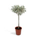 Olea Europaea – Olijfboom op Stam - 60 of 90 cm - Bivakshop