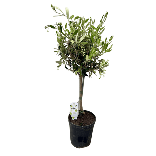 Olea Europaea – Olijfboom op Stam - 60 of 90 cm - Bivakshop